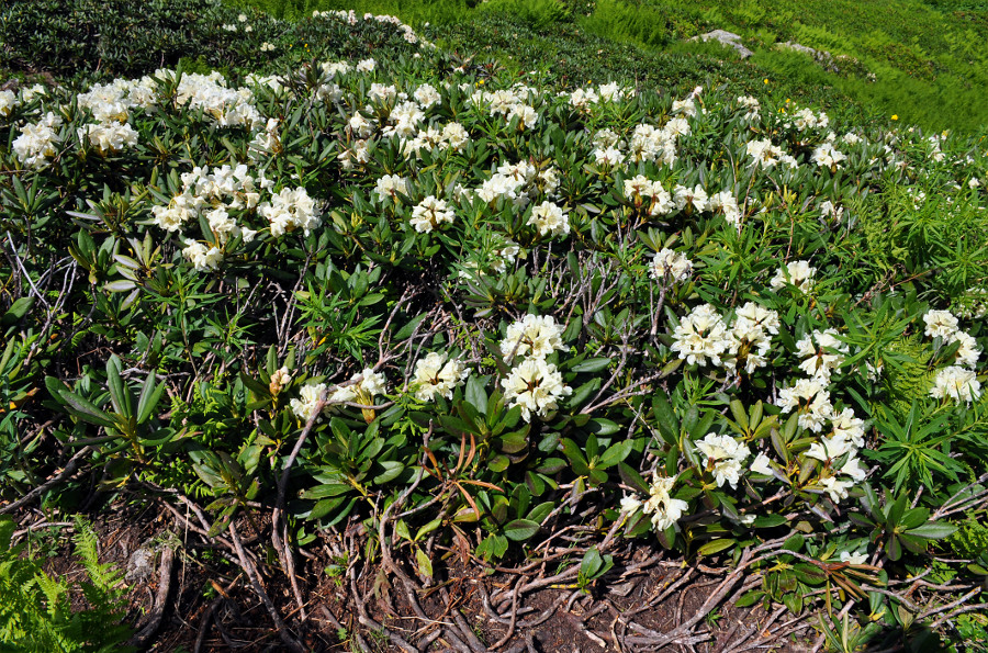 Изображение особи Rhododendron caucasicum.