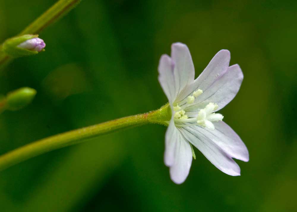 Image of Epilobium montanum specimen.