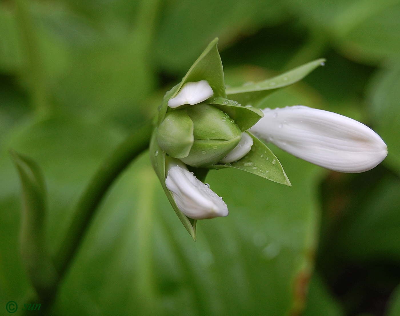 Изображение особи Hosta plantaginea.