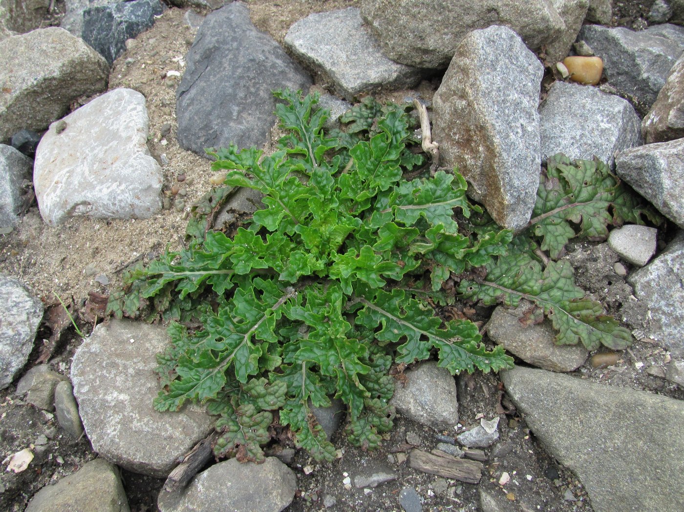 Image of class Magnoliopsida specimen.