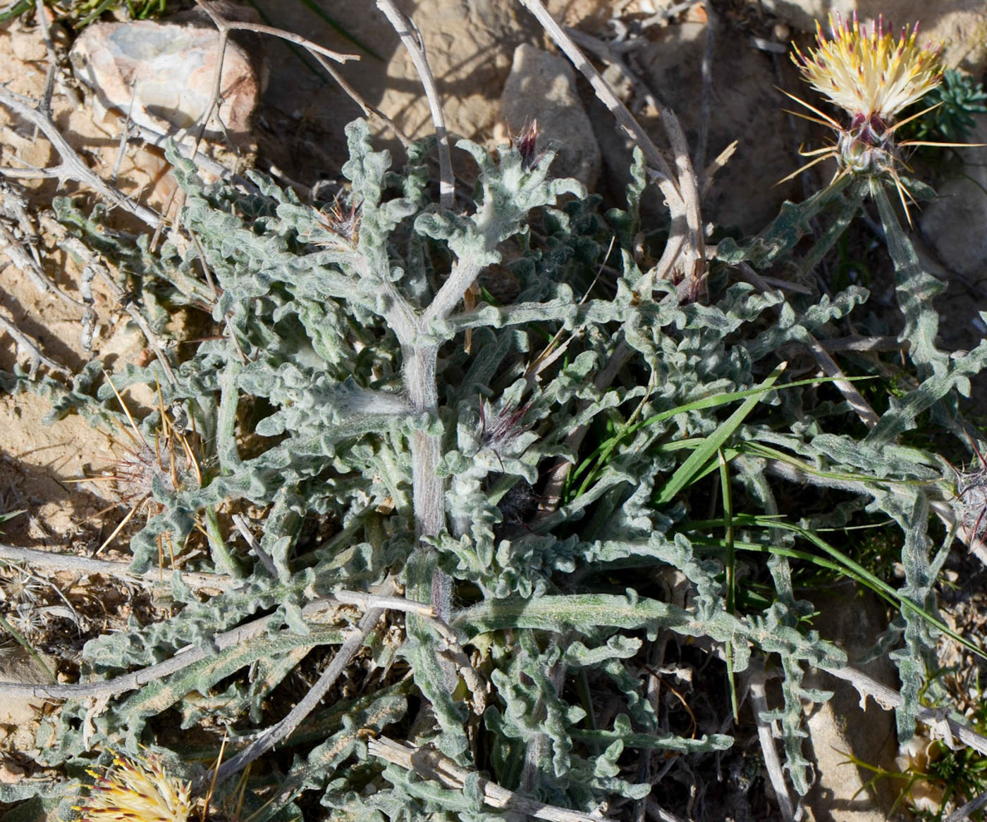 Image of Centaurea aegyptiaca specimen.