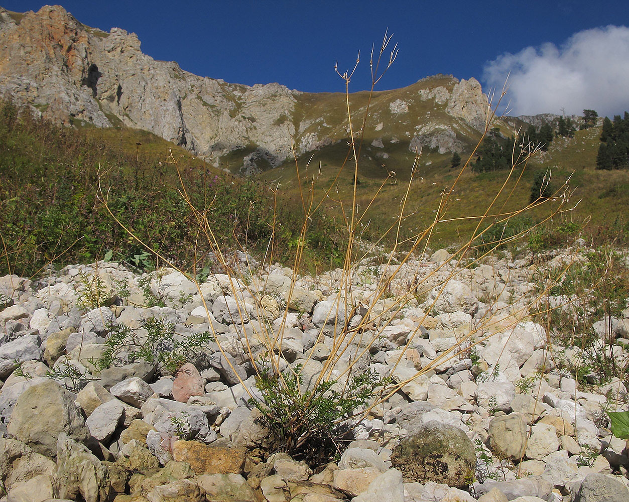 Image of Chaerophyllum millefolium specimen.