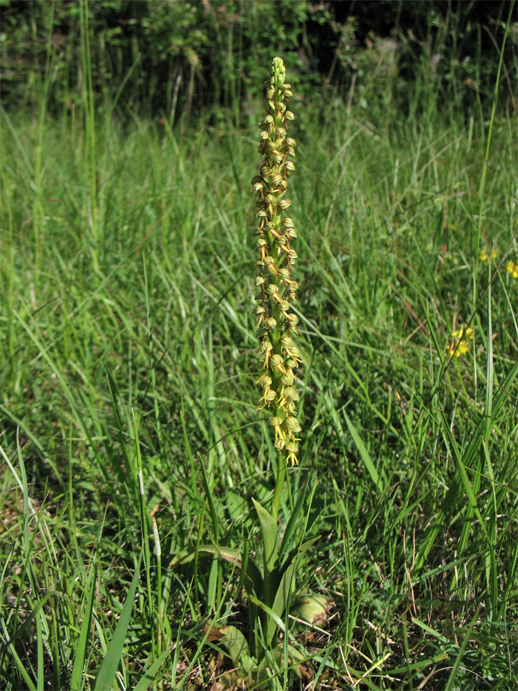 Image of Orchis anthropophora specimen.