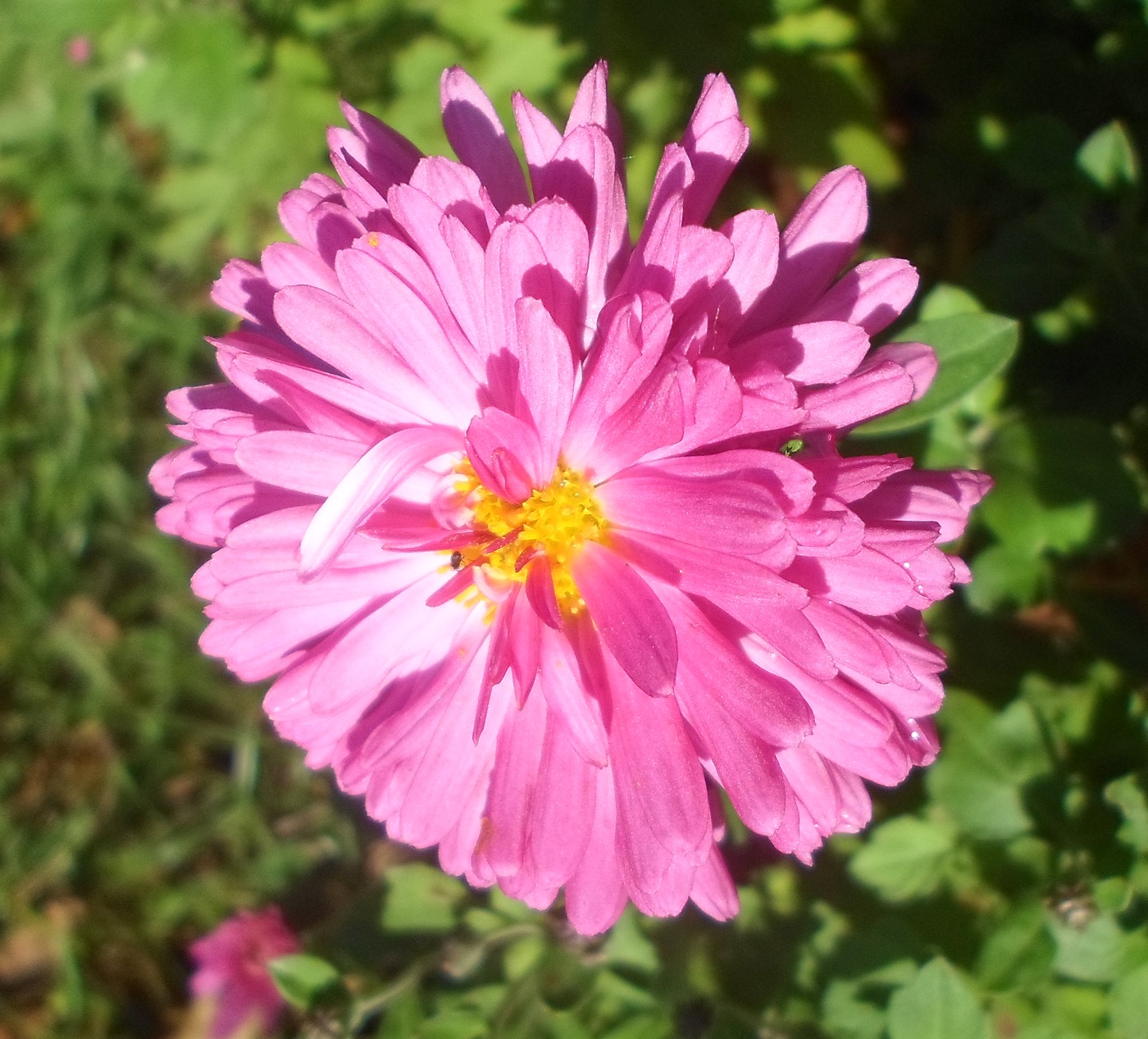 Image of Chrysanthemum indicum specimen.