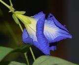 Clitoria ternatea