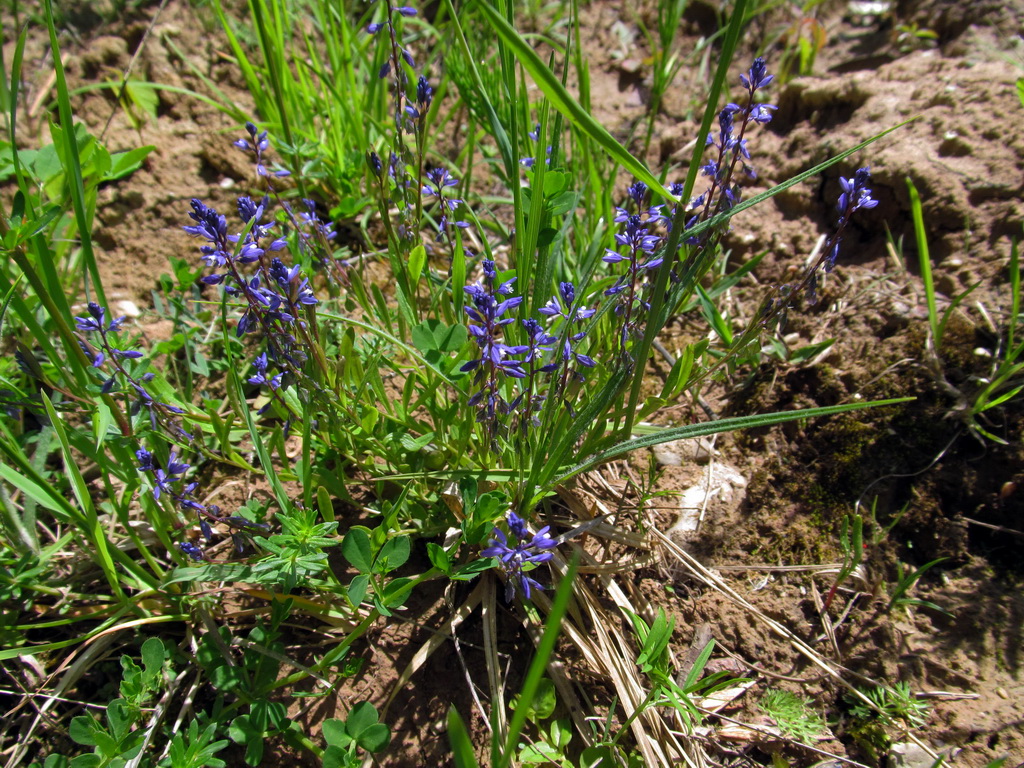 Image of Polygala vaillantii specimen.