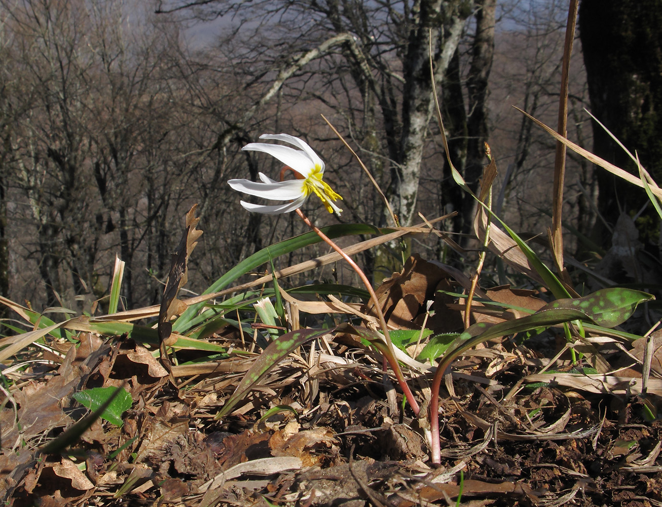 Image of Erythronium caucasicum specimen.