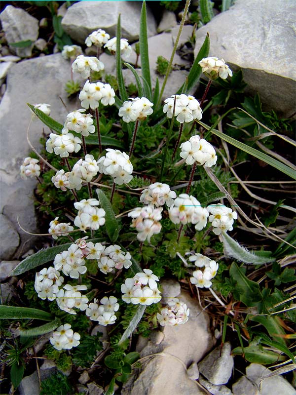 Image of Androsace lehmanniana specimen.