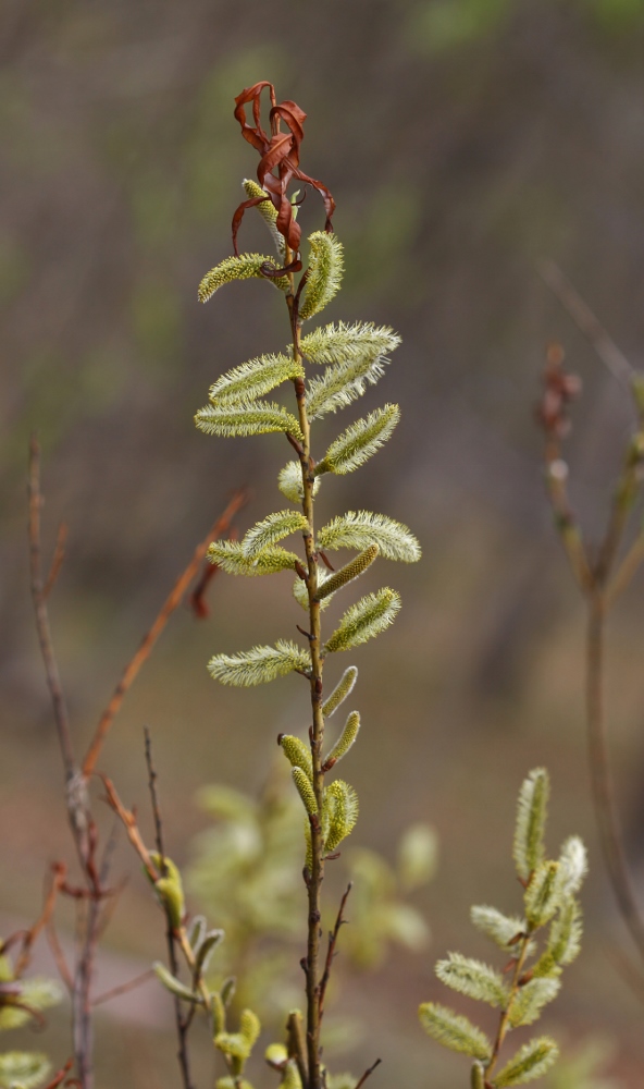 Изображение особи Salix siuzevii.