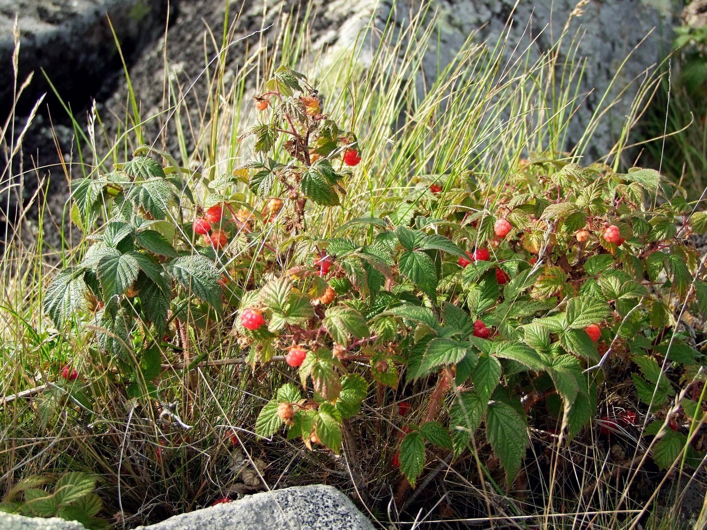 Изображение особи Rubus matsumuranus.