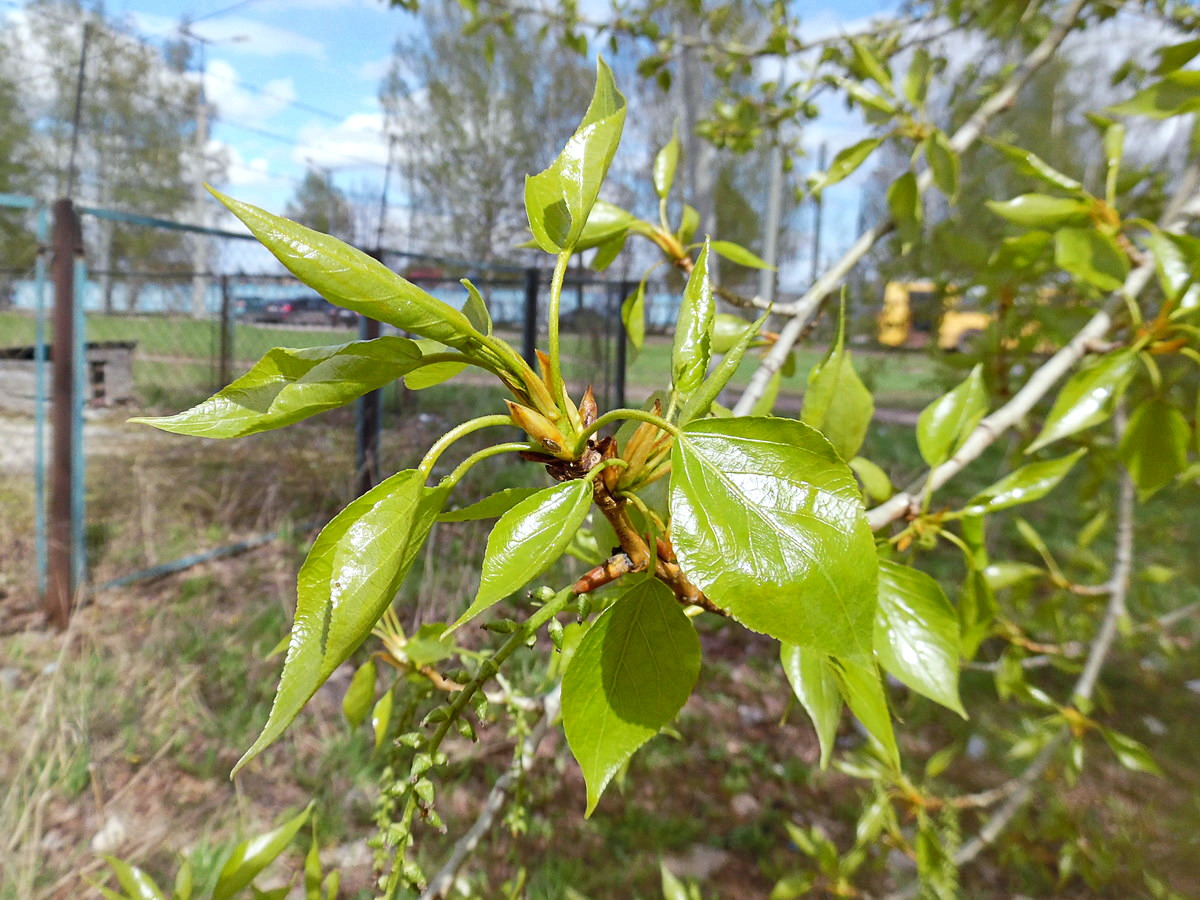 Изображение особи Populus &times; sibirica.