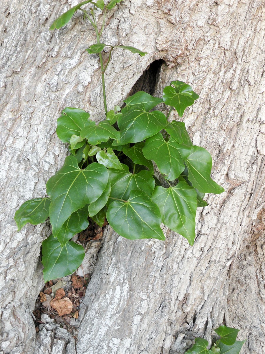 Image of Thespesia populnea specimen.