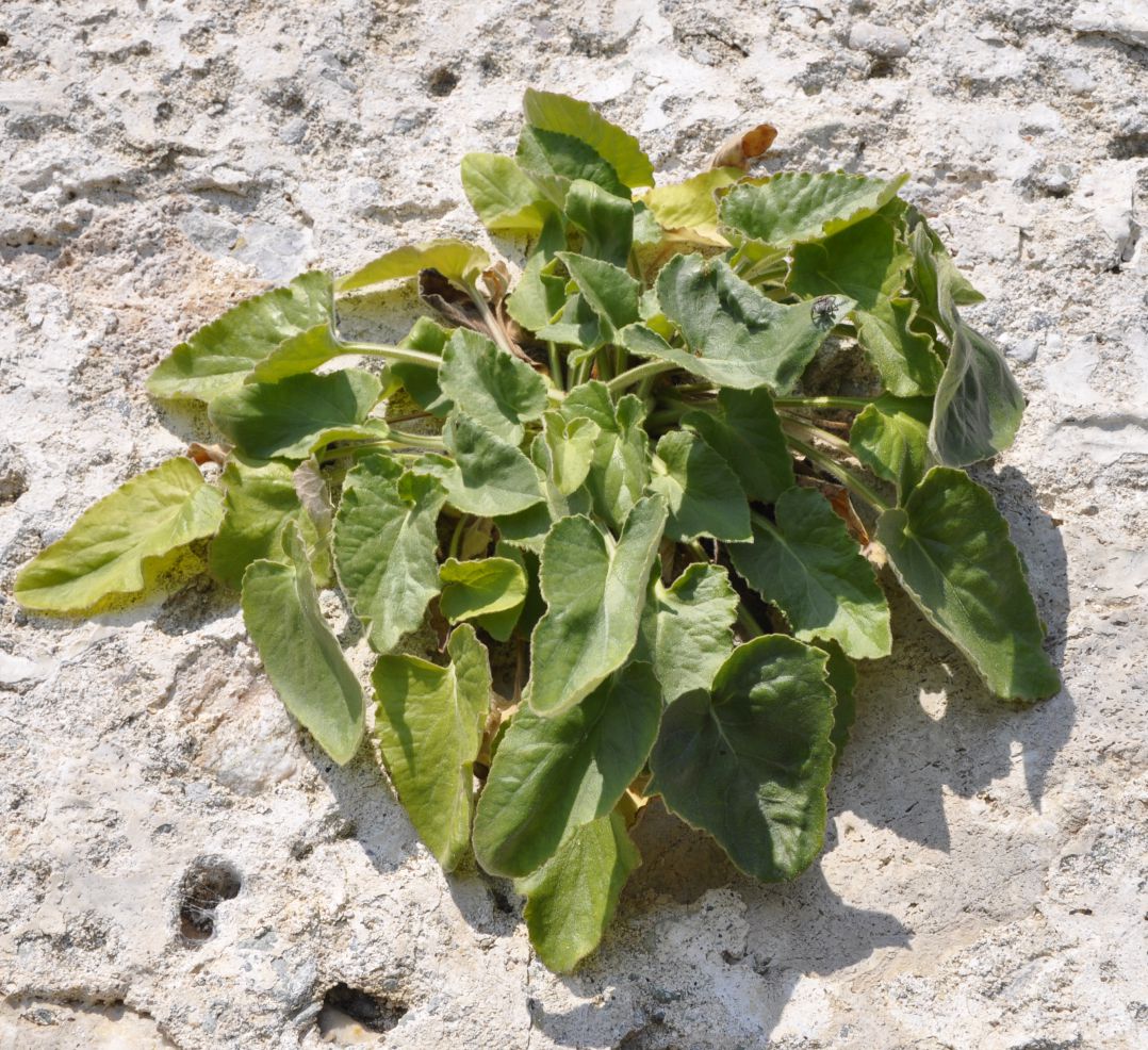 Image of Campanula incurva specimen.