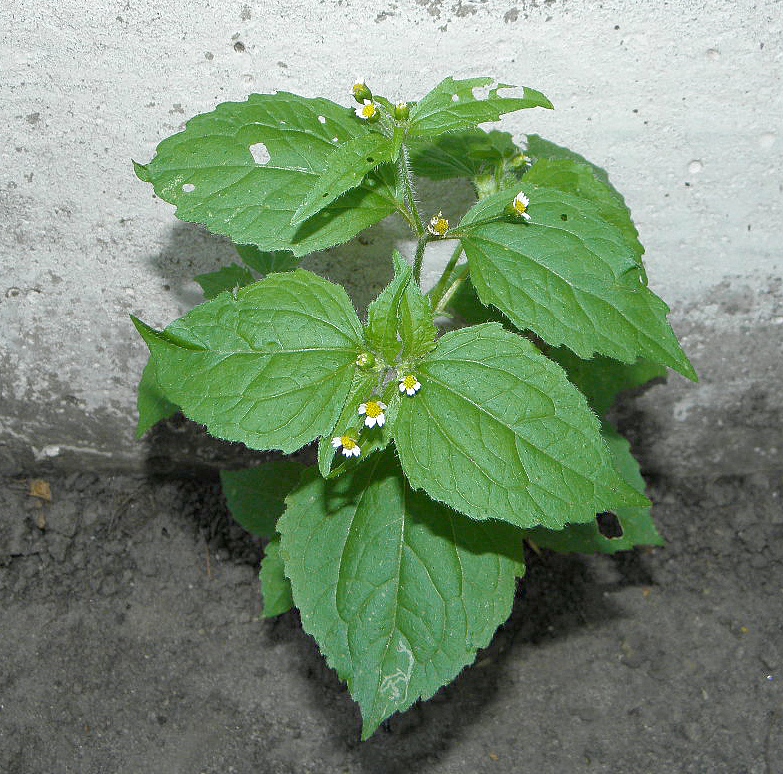 Image of Galinsoga quadriradiata specimen.