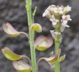 Aethionema saxatile subspecies graecum