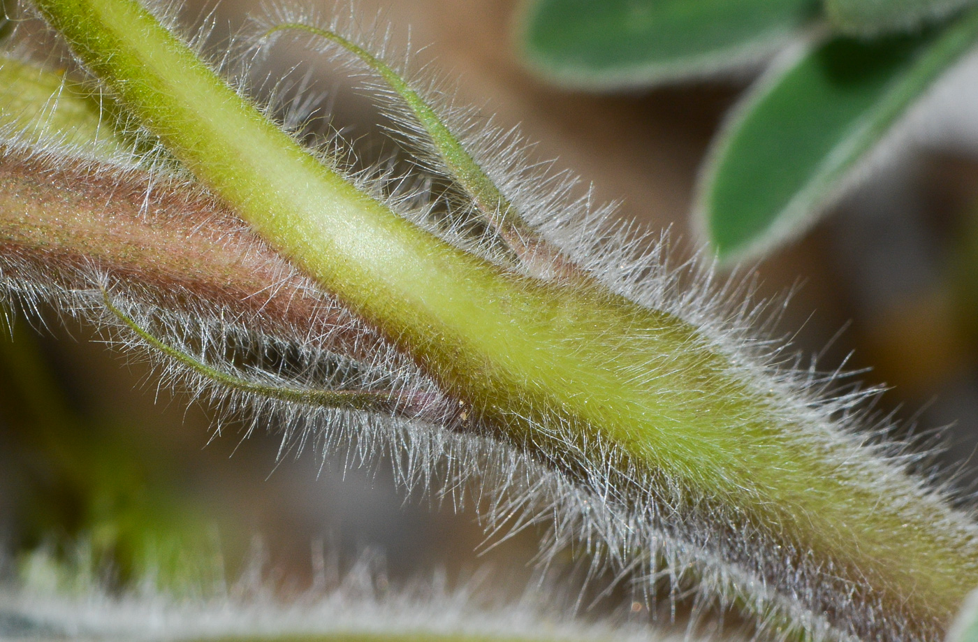 Image of Lupinus pilosus specimen.