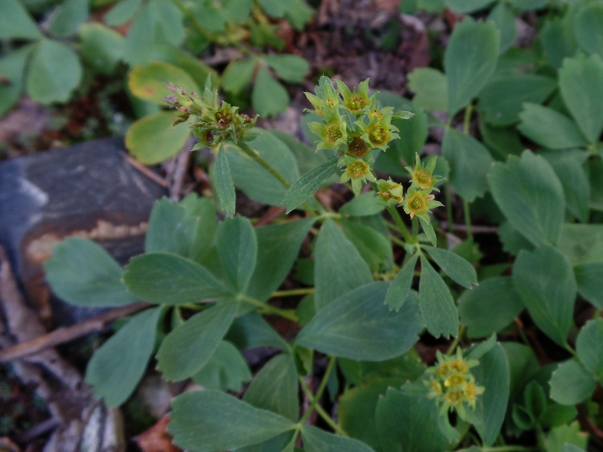 Image of Sibbaldia procumbens specimen.