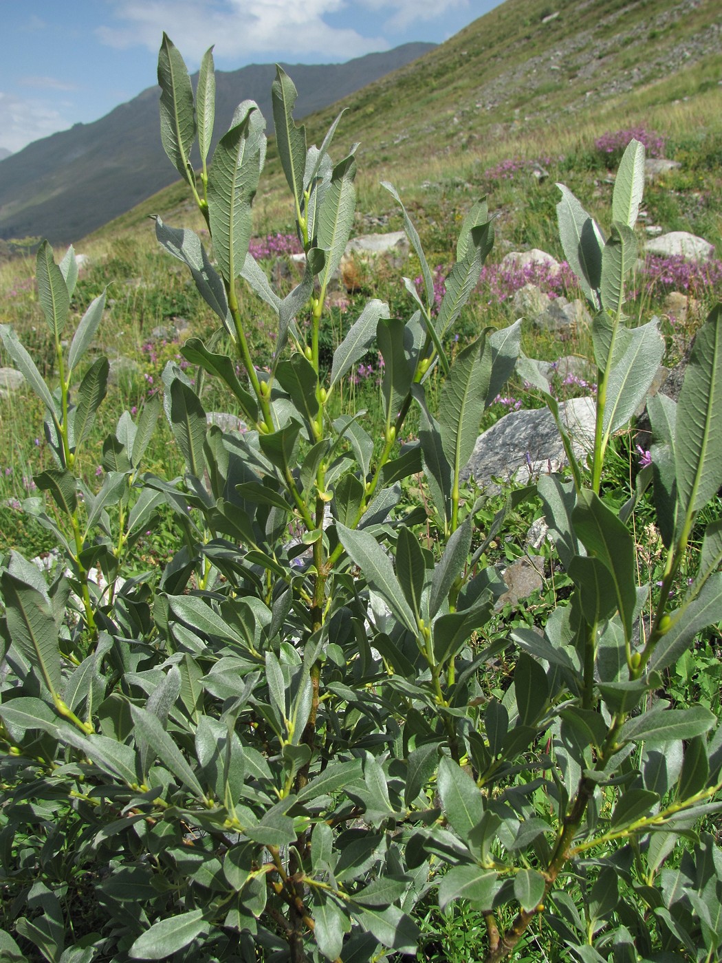 Image of Salix pantosericea specimen.