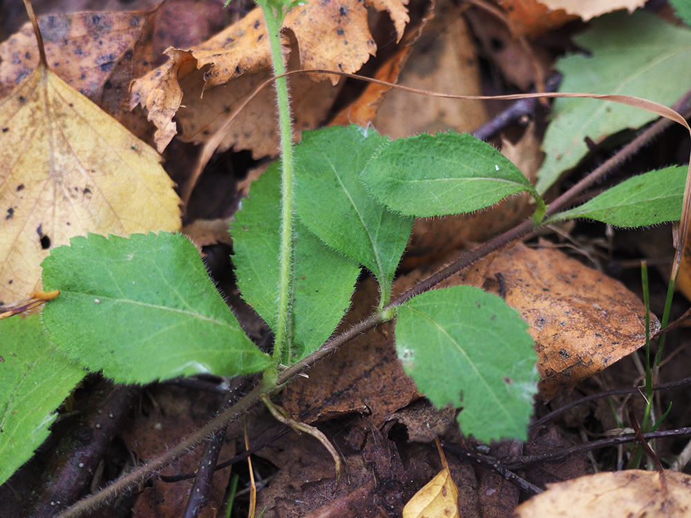 Image of Veronica officinalis specimen.