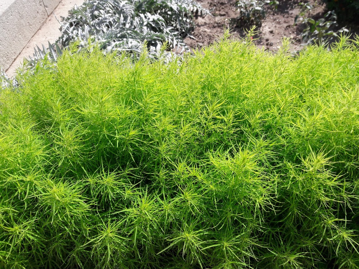 Image of Bassia scoparia f. trichophylla specimen.