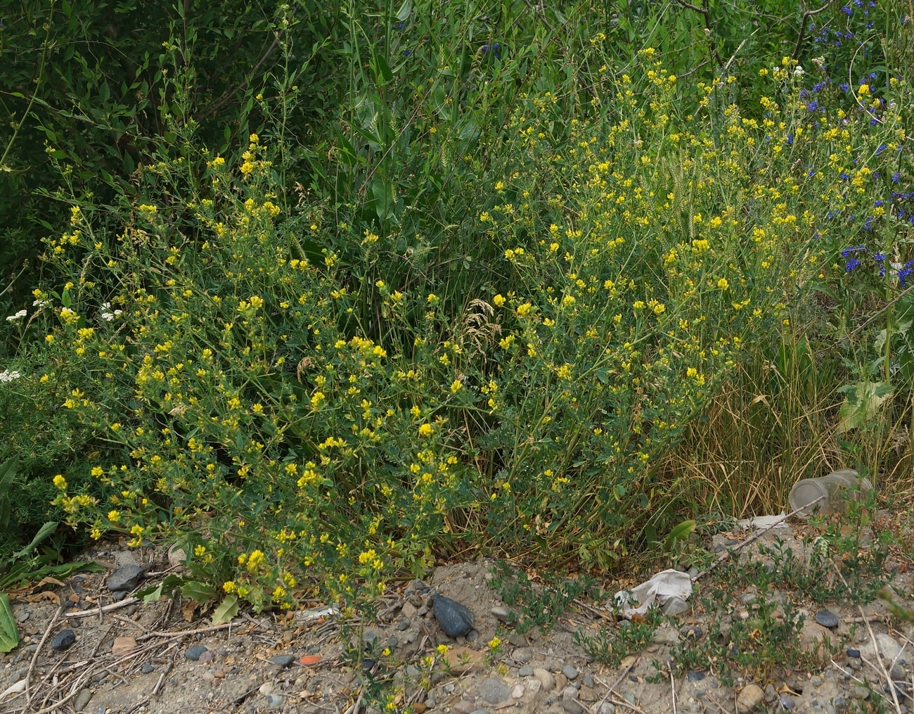 Image of Medicago falcata specimen.