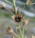 Teucrium orientale. Чашечка с эремами. Кабардино-Балкария, Эльбрусский р-н, окр. пос. Эльбрус, ок. 1850 м н.у.м., склон горы. 22.08.2017.