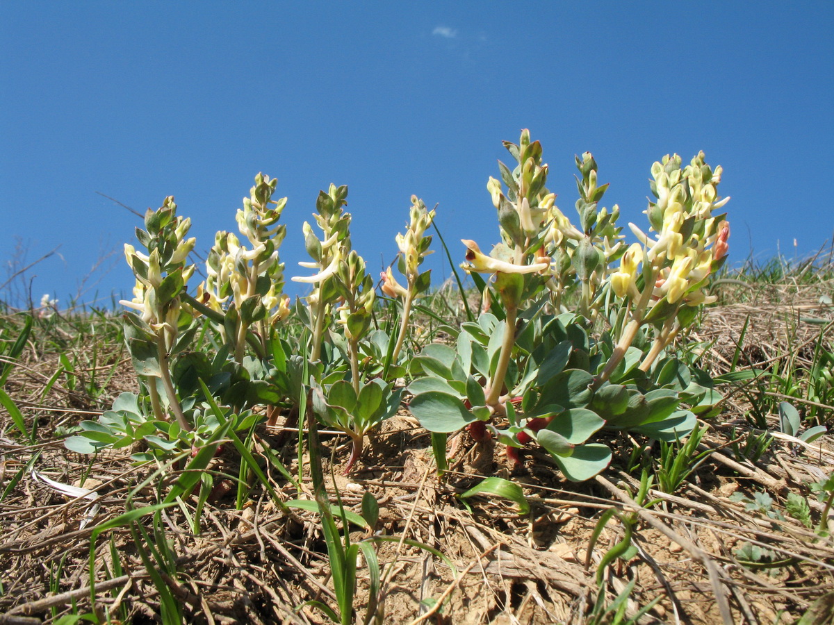 Image of genus Corydalis specimen.