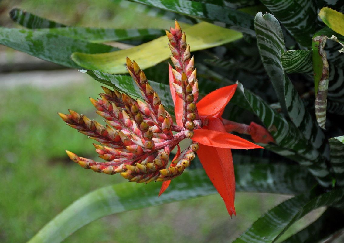 Image of Aechmea chantinii specimen.