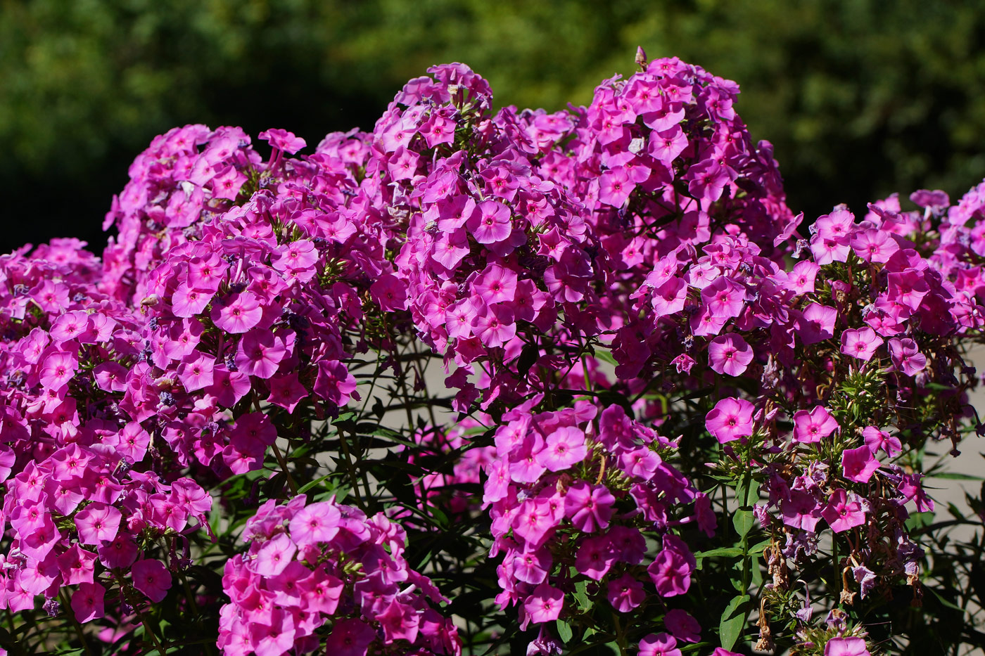 Image of Phlox paniculata specimen.