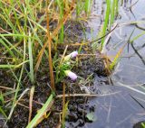 Cardamine pratensis subspecies angustifolia. Расцветающее растение. Карское море, Таймырский залив, о. Колчака, заболоченный участок тундры. 28.08.2016.