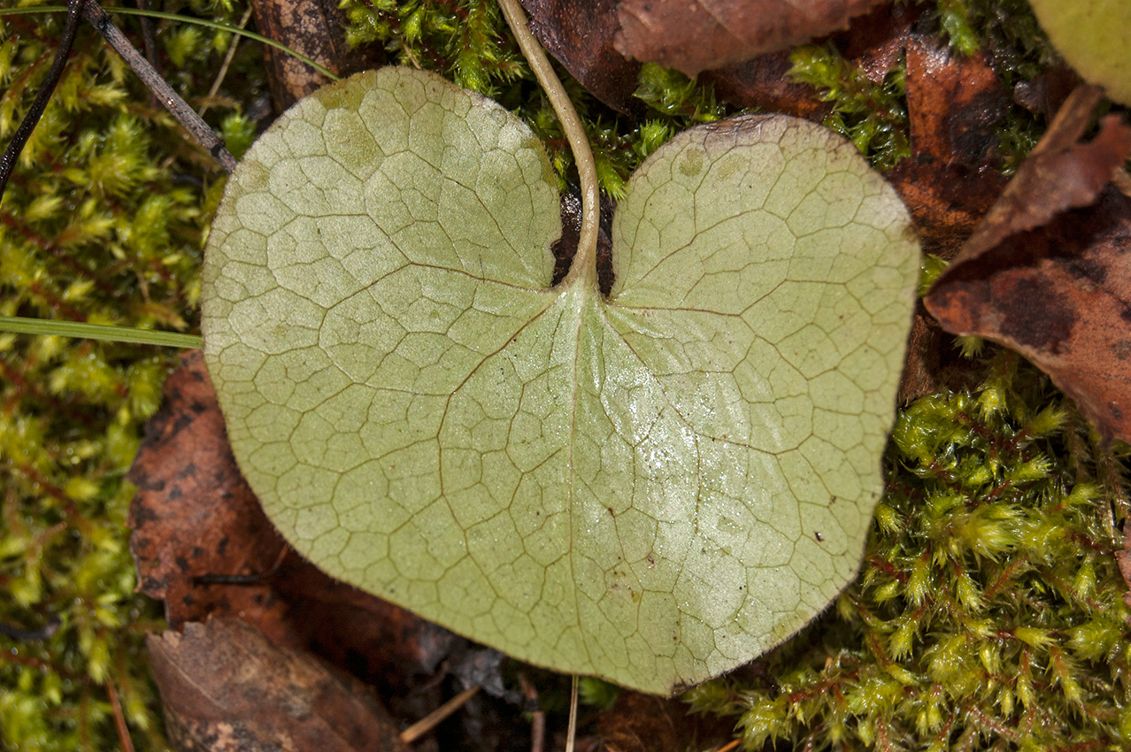 Изображение особи Asarum europaeum.