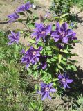 Смотреть изображение Clematis × jackmanii