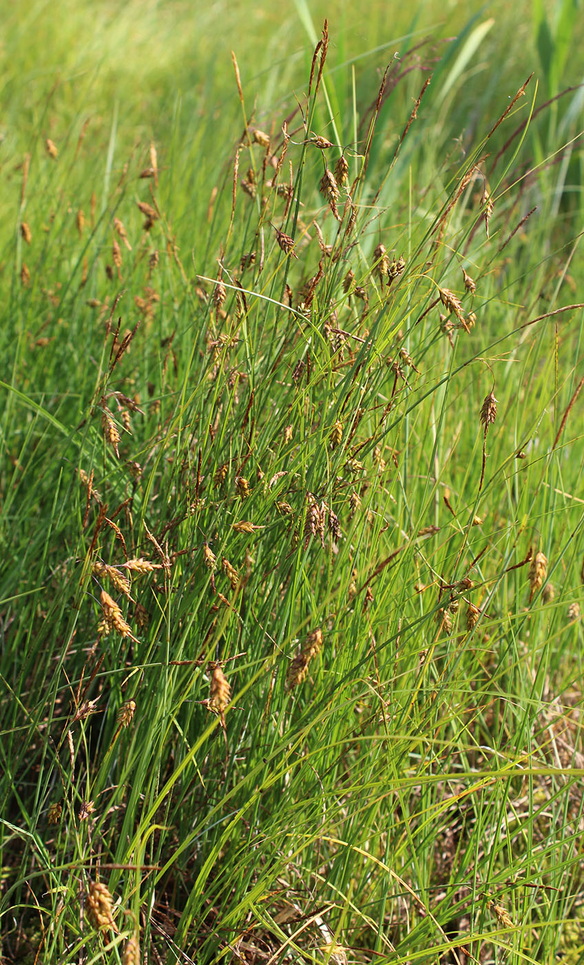 Image of Carex limosa specimen.