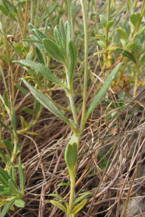 Image of Helianthemum georgicum specimen.