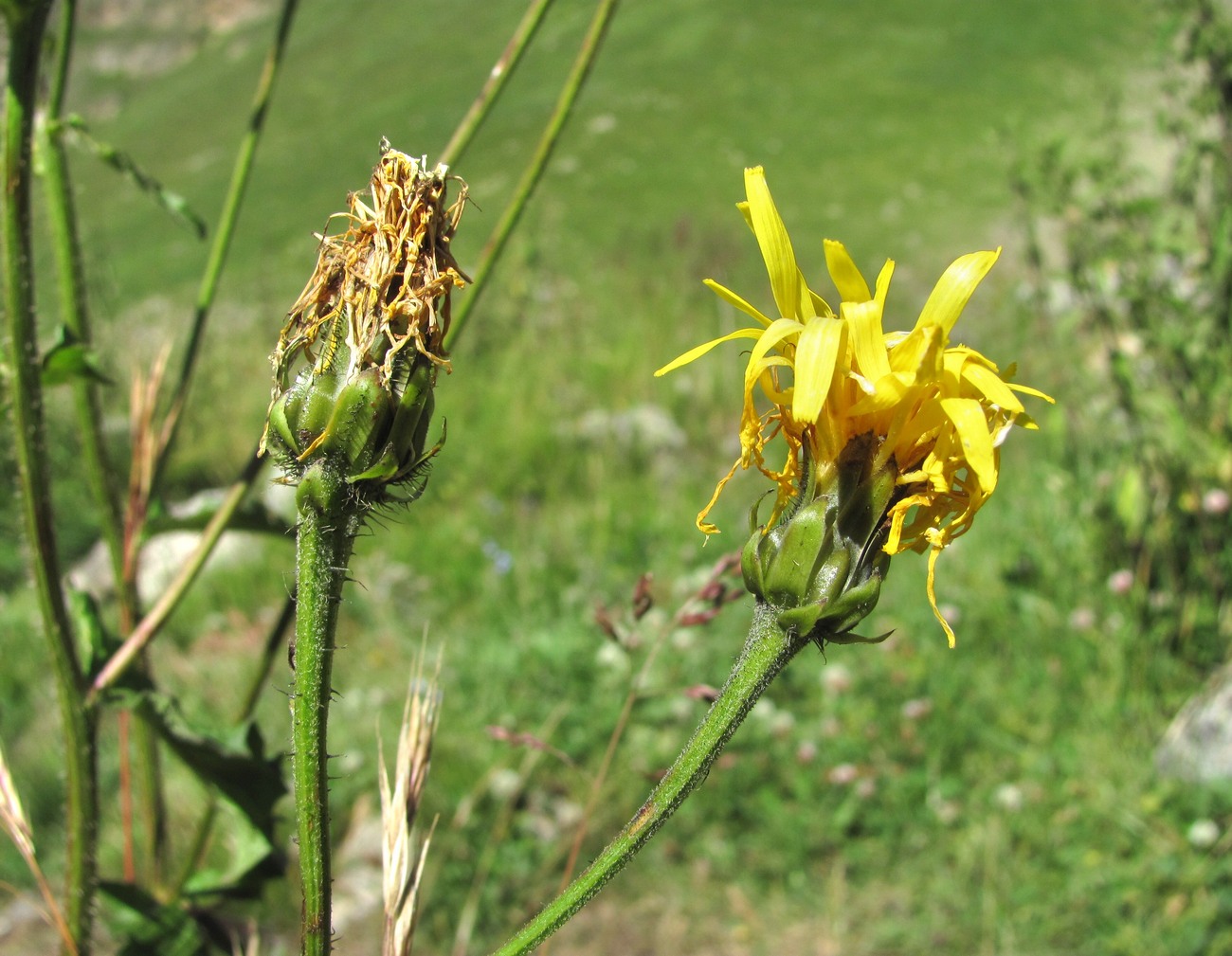 Image of Crepis sibirica specimen.