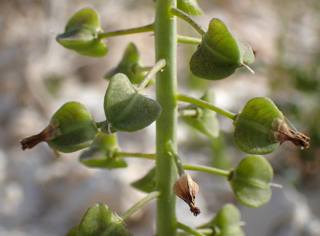 Image of Leopoldia comosa specimen.