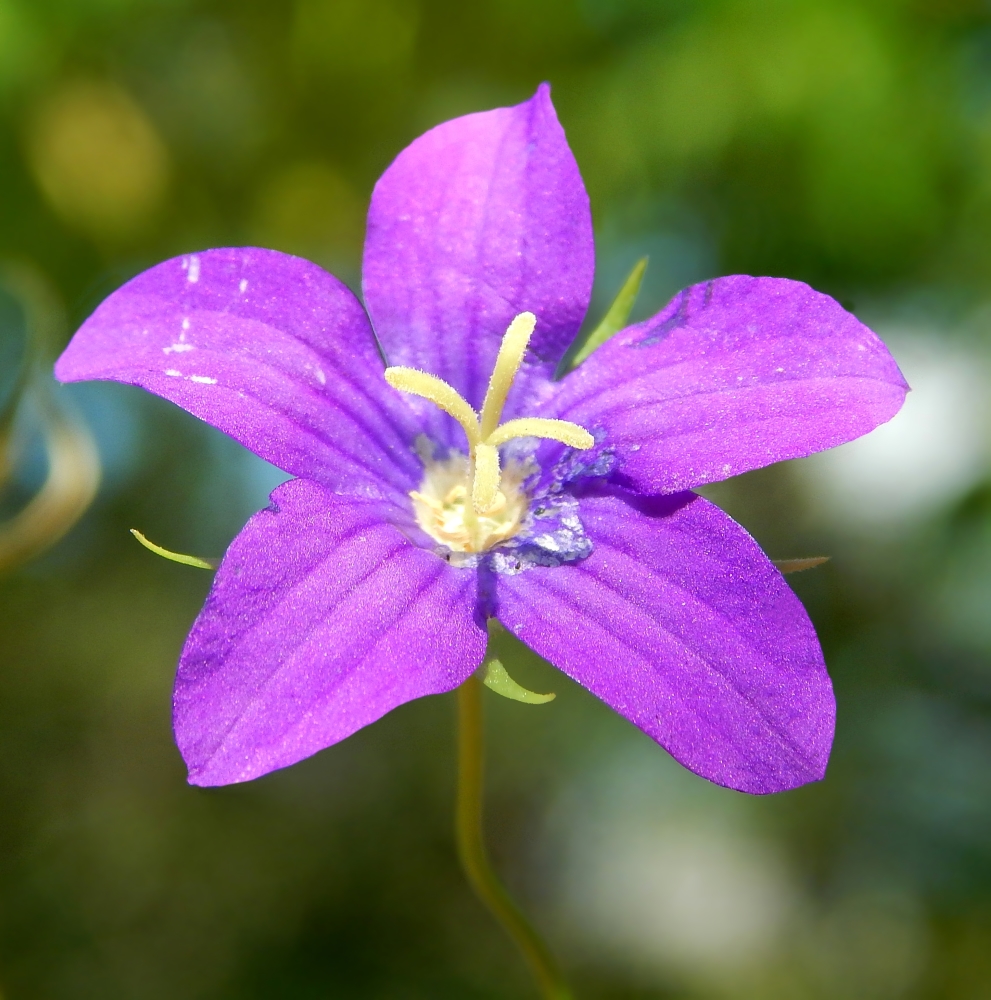 Изображение особи род Campanula.