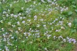 Thalictrum delavayi