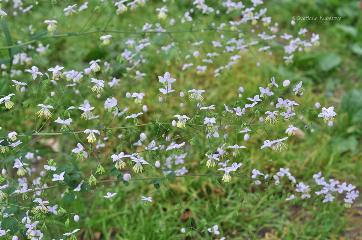 Image of Thalictrum delavayi specimen.