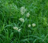 Dactylis glomerata. Верхушка побега с соцветием. Иркутская обл., Усольский р-н, окр. пос. Биликтуй, долина р. Китой, луг. 14.07.2018.