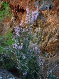 Erica manipuliflora