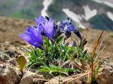 Campanula lasiocarpa. Цветущее растение в горной тундре на щебнистом склоне. Камчатский край, Елизовский район, проектируемый памятник природы \"Дачные термальные источники\", выше действующих парогидротерм, 600 м н.у.м. 26.07.2009.