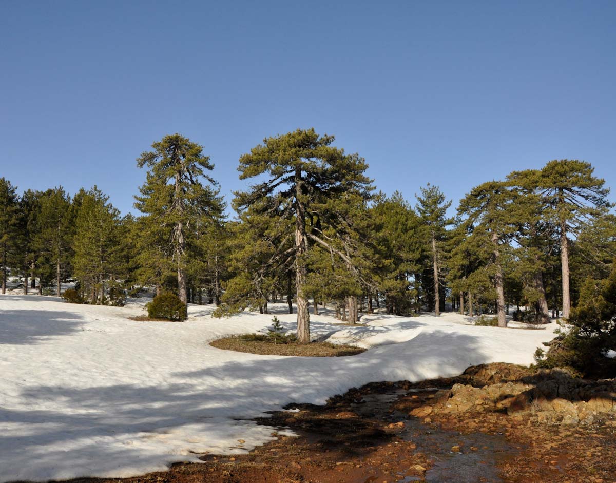 Image of Pinus nigra specimen.