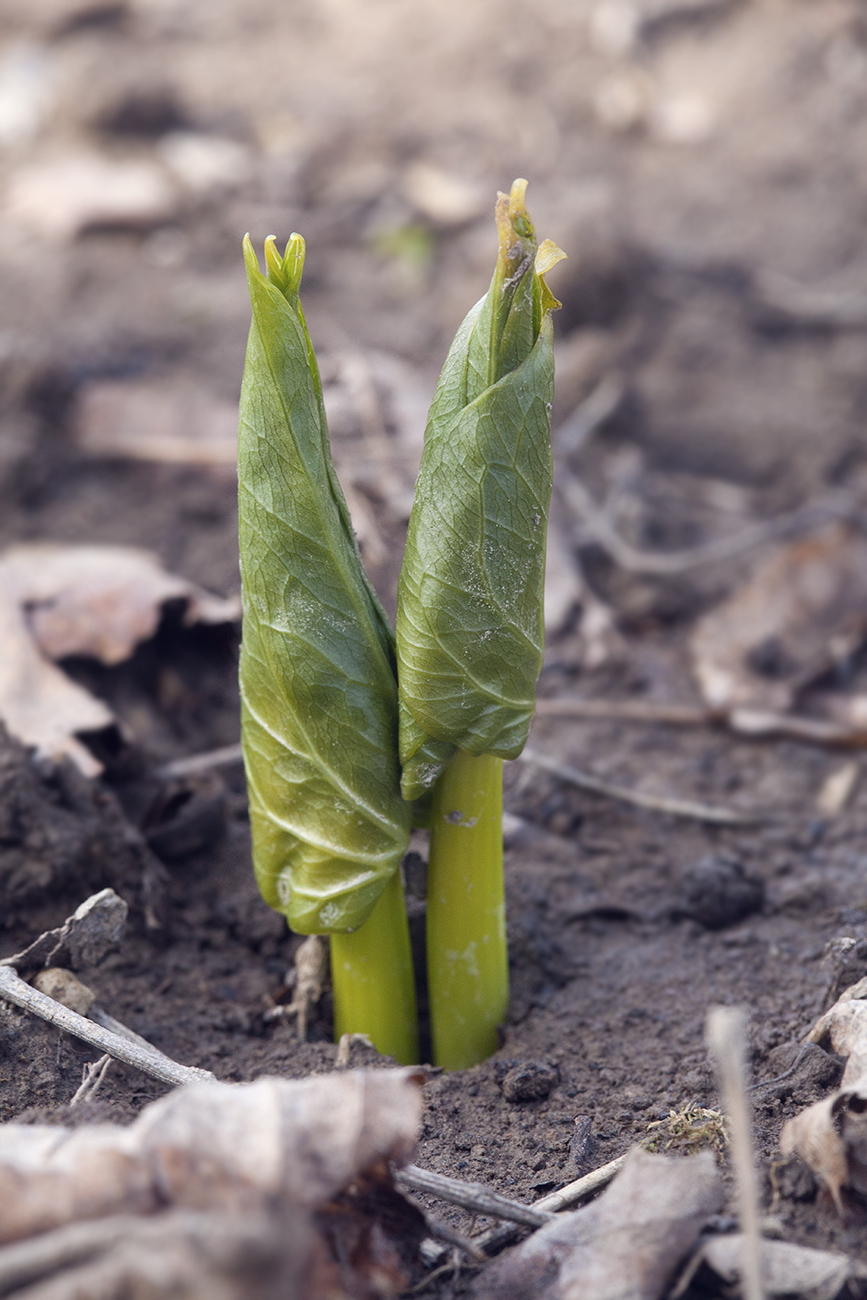 Image of Trillium camschatcense specimen.