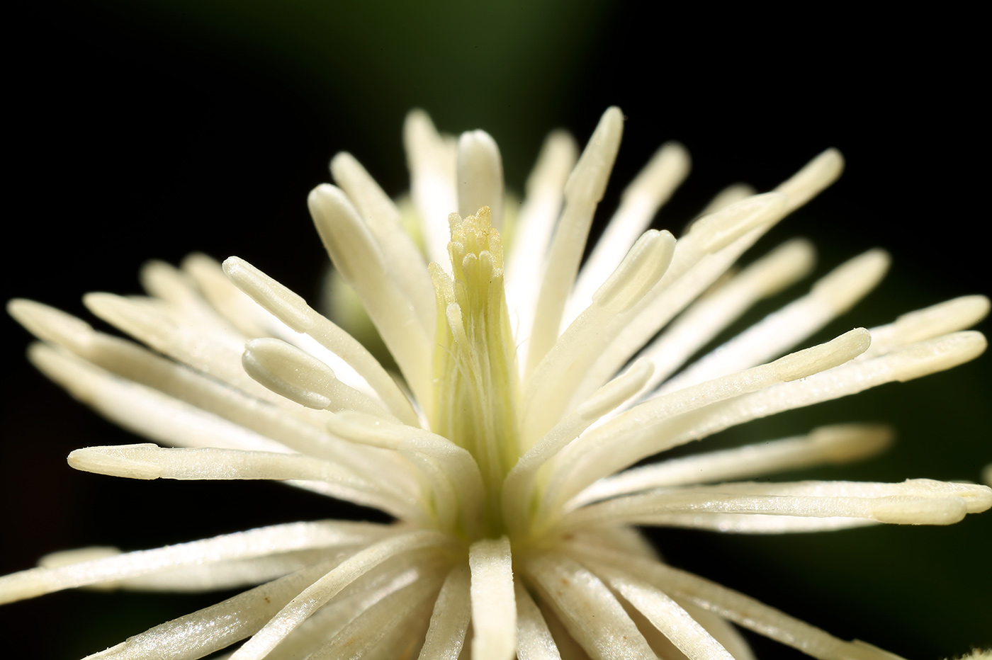 Image of Clematis vitalba specimen.