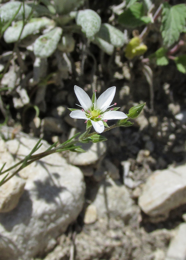 Image of Minuartia oreina specimen.