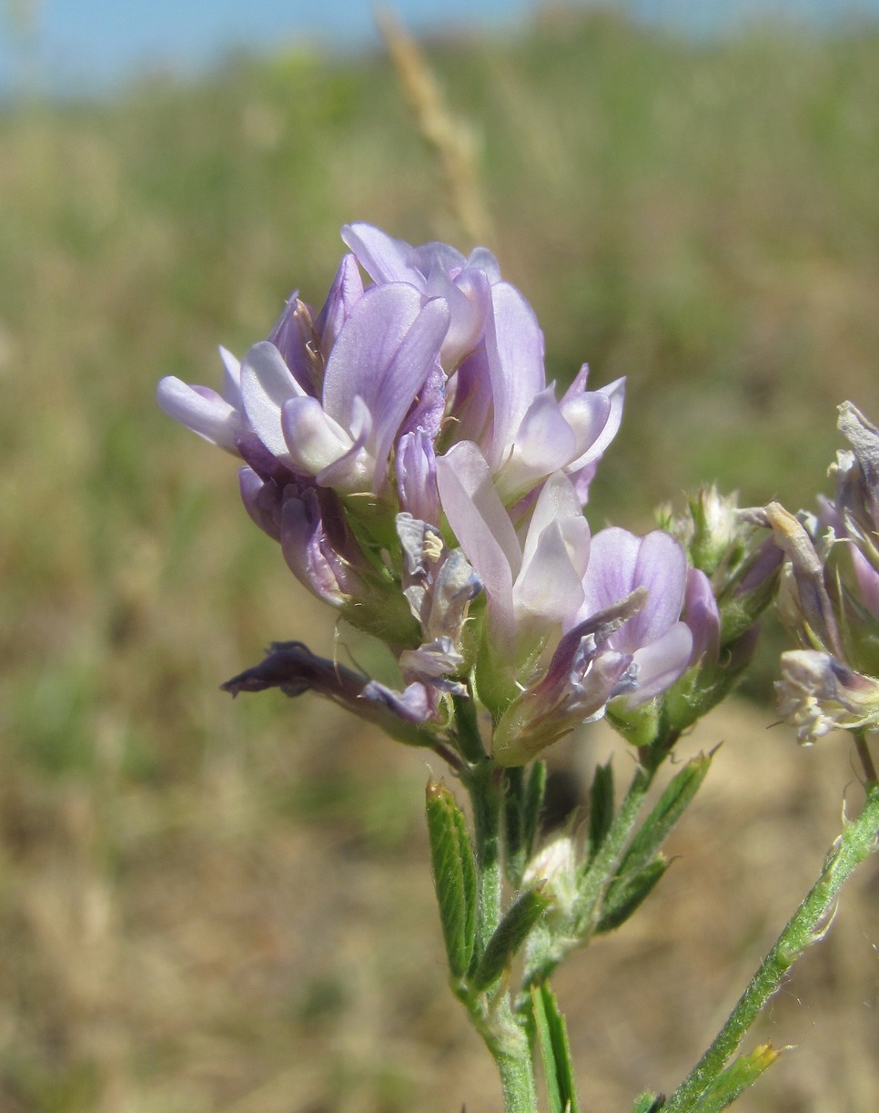 Image of Medicago caerulea specimen.