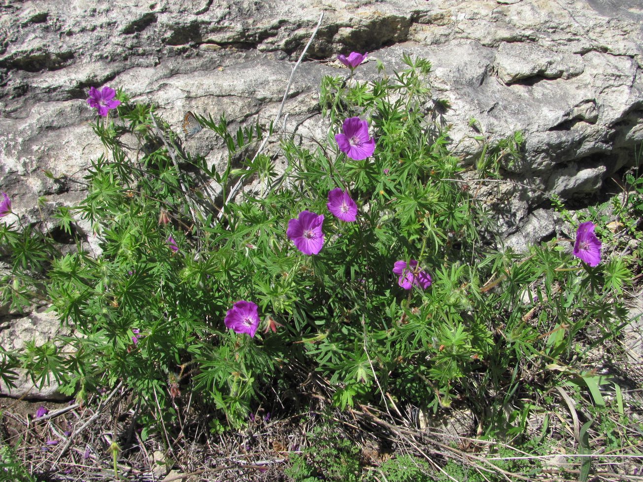 Image of Geranium sanguineum specimen.