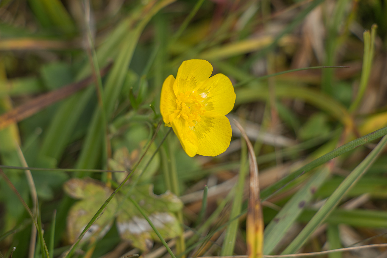 Изображение особи Ranunculus propinquus.