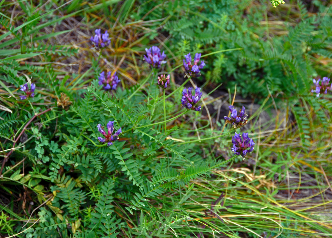 Image of Astragalus danicus specimen.